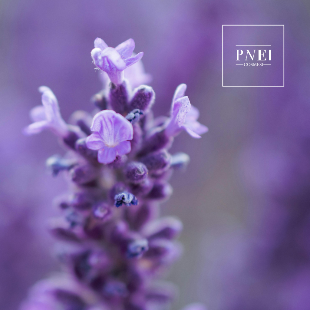 Pianta di Lavanda, ingrendiente degli oli essenziali