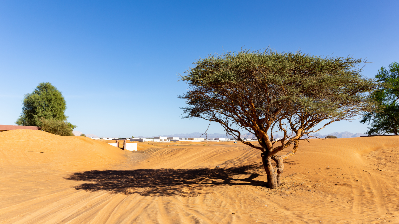 in foto, il deserto di dubai con una pianta di Ghaf in evidenza. rappresenta il tema dell'articolo, la pianta di Ghaf INCI.